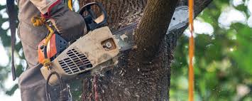 Best Utility Line Clearance  in Rocky Point, WA