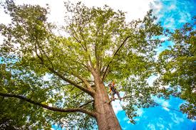 Best Tree Risk Assessment  in Rocky Point, WA