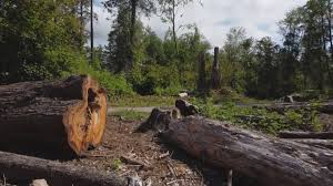 Rocky Point, WA Tree Care Company