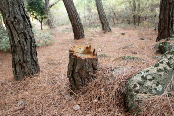 How Our Tree Care Process Works  in  Rocky Point, WA