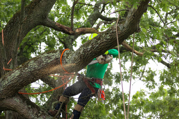 Pest Control for Lawns in Rocky Point, WA