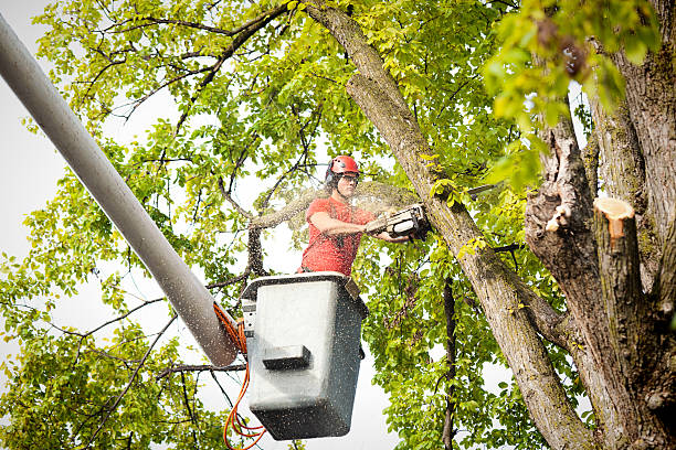 Best Storm Damage Tree Cleanup  in Rocky Point, WA