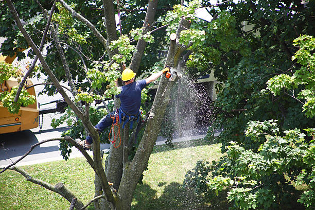 Best Tree Maintenance Programs  in Rocky Point, WA